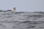 Salvin's Albatross swimming on ocean, Pacific Ocean, Chile