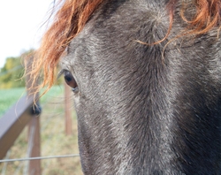 AnimalsCreatures _0012