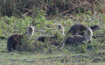 Otters Family