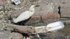 Egret