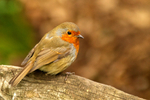 Robin - Colchester Zoological Society