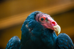 turkey vulture Cathartes aura-7722