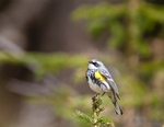 Yellow Rumped Warbler 158-4953