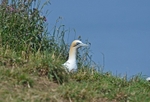 Gannet