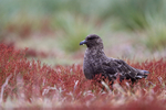 Brown Skua in sheep's sorrel, Sea Lion Island, Falklands