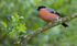 Bullfinch