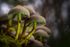 Fungi in the Forest, Ireland.