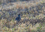 Grey Partridge