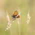 Small Copper Butterfly
