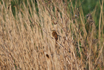 Sedge Warbler