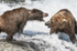 McNeil River Bears-9
