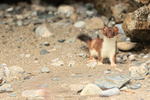 Stoat, Duck Island, Alaska