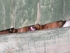 Bassett