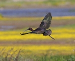 Glossy Ibis
