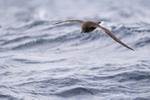 Sooty Shearwater portfolio