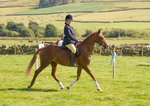 Moniaive Horse Show 2008 portfolio