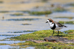 Two-banded Plover (adult) standing still, Carcass Island, Falklands