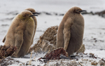 King Penguins Chicks