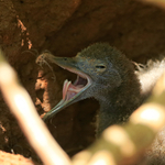 Wedge-tailed Shearwater yawning, Kilauea Point, Kauai