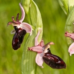 Siponto Ophrys (Ophrys sipontensis) an orchid endemci to the Gargano penisula,