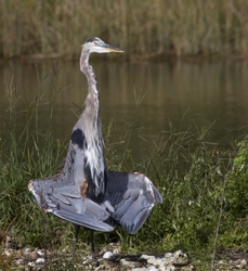Great Blue Heron _0001