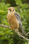 Red-footed Falcon  (f)