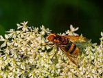 Hornet Mimic Hoverfly