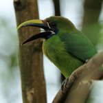 Emerald Toucanet with open bill close-up, Costa Rica