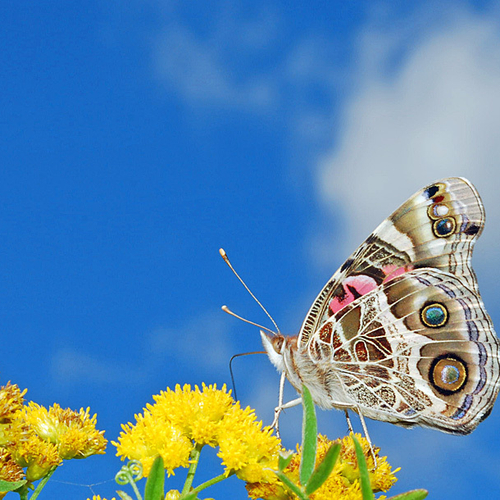 An American Lady on Goldenrod flower.