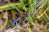 Keeled Skimmer (male) on Hartland Moor