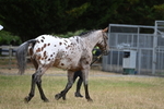 WJ6_8507