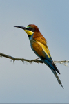 Bee-eater