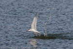 Little Tern (Sterna albifrons) portfolio