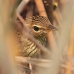 Lanceolated Warbler