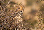 Cheetah portfolio