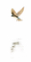 TREE-SWALLOW-ON-THE-WING