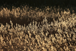Reeds