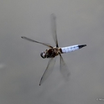 Scarce Chaser (Libellula fulva) M