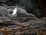 Adult Kelp Gull, Chanaral Island, Chile