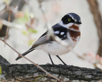 Chin-spot Batis female