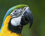 Blue and Yellow Macaw