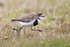 Two-banded Plover running, Carcass Island, Falklands
