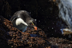 Rockhopper Penguin against dark rock with sea spray, Bleaker Island