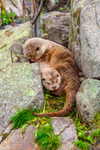 european otter lutra lutra-2584