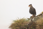 Crested Caracara perched on cliff, Saunders Island, Falklands