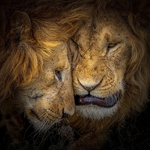 Print - Gold - Dave Bolton - The king and I