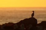 Imperial Shag silhouette, Steeple Jason, Falklands