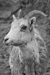 Big Horn Big Eyes 12 x 18