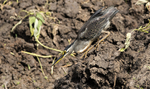 Green-backed Heron.