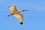 White Ibis (adult) in flight above the Rio Esquinas, Costa Rica
